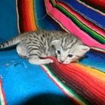 Mau Silver Male #1 DOB 32914 008-800