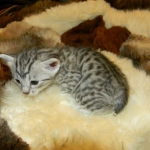 Mau Silver Male #1 DOB 32914 010-800