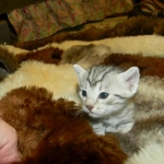 Mau Silver Male #1 DOB 32914 012-800