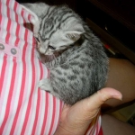 Mau Silver Male #1 DOB 32914 013-800