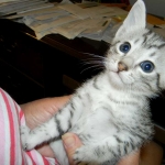 Mau Silver Male #1 DOB 32914 018-800