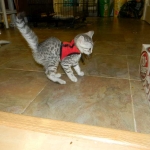 Mau Silver Male #1 DOB 32914 020-800