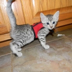 Mau Silver Male #1 DOB 32914 021-800