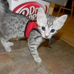 Mau Silver Male #1 DOB 32914-800