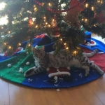 Miggy's first Christmas