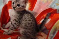 Oscar Mau Silver Male DOB 3-3-22