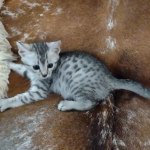 Oscar Mau silver Male DOB 3-3-22