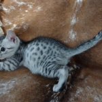 Oscar Mau silver Male DOB 3-3-22