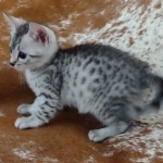 Oscar Mau silver Male DOB 3-3-22