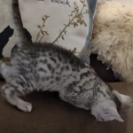 Oscar Mau silver Male DOB 3-3-22