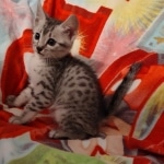 Oscar Mau silver Male DOB 3-3-22