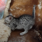 Oscar Mau silver Male DOB 3-3-22