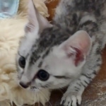 Oscar Mau silver Male DOB 3-3-22