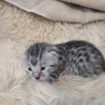 Mau silver Male DOB 3-3-22
