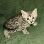 Oscar Mau silver Male DOB 3-3-22