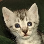 Oscar Mau silver Male DOB 3-3-22