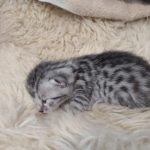 Mau silver Male DOB 3-3-22