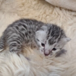 Mau silver Male DOB 3-3-22