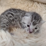 Mau silver Male DOB 3-3-22
