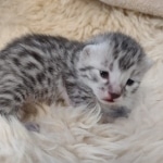 Mau silver Male DOB 3-3-22