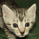 Oscar Mau silver Male DOB 3-3-22