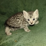 Oscar Mau silver Male DOB 3-3-22