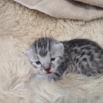 Mau silver Male DOB 3-3-22