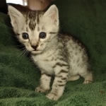 Oscar Mau silver Male DOB 3-3-22