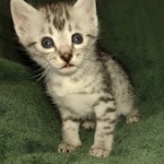 Oscar Mau silver Male DOB 3-3-22