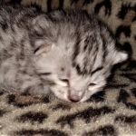 Mau, silver, Male, DOB 4-1-20
