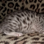 Mau, silver, Male, DOB 4-1-20