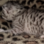 Mau, silver, Male, DOB 4-1-20