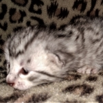 Mau, silver, Male, DOB 4-1-20