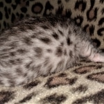 Mau, silver, Male, DOB 4-1-20