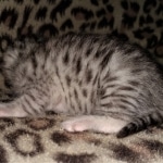 Mau, silver, Male, DOB 4-1-20