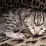 Mau, silver, Male, DOB 4-1-20