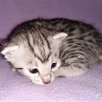 Mau, silver, Male, DOB 4-1-20