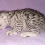 Mau, silver, Male, DOB 4-1-20