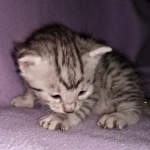 Mau, silver, Male, DOB 4-1-20