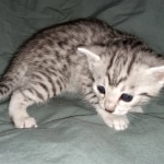 Mau, silver, Male, DOB 4-1-20