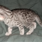 Mau, silver, Male, DOB 4-1-20