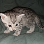 Mau, silver, Male, DOB 4-1-20