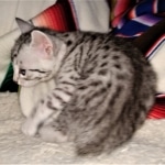 Mau, silver, Male, DOB 4-1-20