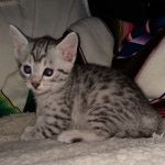 Mau, silver, Male, DOB 4-1-20