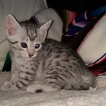 Mau, silver, Male, DOB 4-1-20