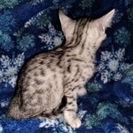 Mau, silver, Male, DOB 4-1-20