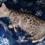 Mau, silver, Male, DOB 4-1-20