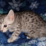 Mau, silver, Male, DOB 4-1-20