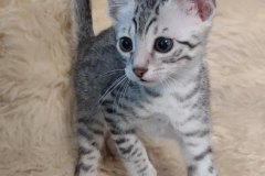 Mau silver male DOB 5-19-21 lt hip