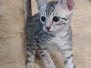 Mau silver male DOB 5-19-21 lt hip